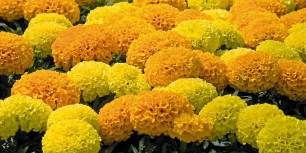 Hem güzel kokar hem de sivrisinekleri kovar! Yaz bahçelerinin gizli kahramanı: Haziran gelmeden mutlaka ekin 6